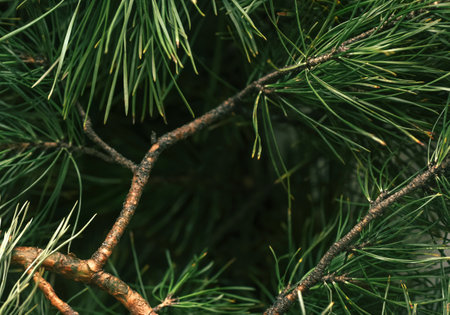 Green pine branch texture with copy space, perfect for wellness and eco design. Natural soft-focus...