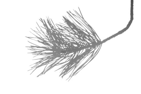 Realistic pine needle silhouette on white for shadow effects and double exposure. Artistic...