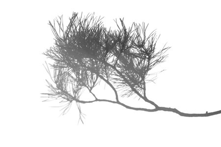 Realistic large pine branch overlay on white, providing structure and volume for contemporary design...