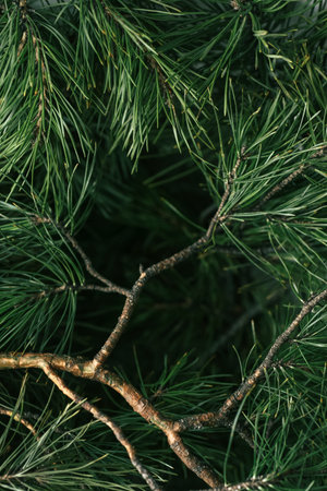 Green pine branch texture with copy space, perfect for wellness and eco design. Blurred pine needles...