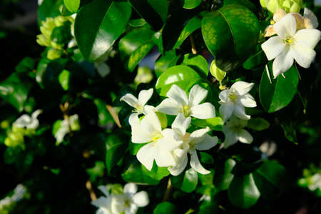 White Jasmine flower blooming in the garden with green leaf background