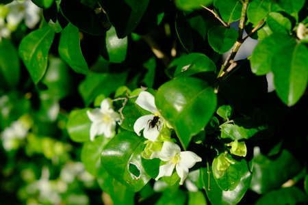 A closeup shot of a bee on a white flower with green leaves