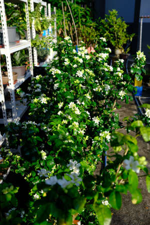 Beautiful jasmine flower in the garden at thailand.