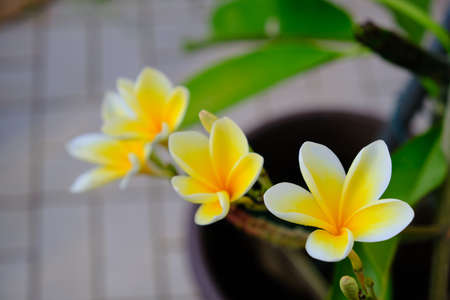 White and yellow frangipani flowers in a pot, selective focus