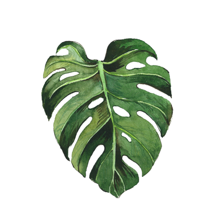 Watercolor monstera leaf.の写真素材