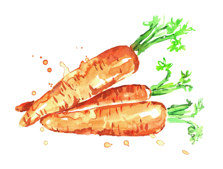 Watercolor carrots.の写真素材