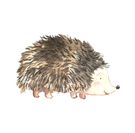 Watercolor hedgehog.の写真素材