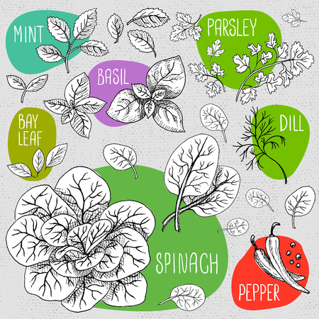 Set of stickers in sketch style, food and spices, old paper textured background. Green set spices, spinach, bunch of spinach, mint, parsley, dill, bay leaf, papper. Hand drawn vector illustration.のイラスト素材