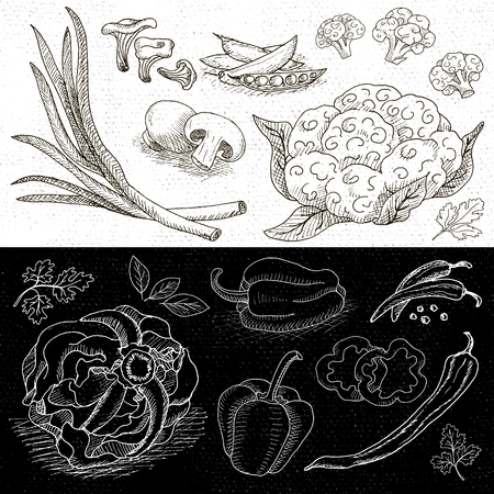 Set of chalk hand drawn, in sketch style, food and spices, black and white chalkboard background. Vegetables set cabbage, cauliflower, green onions, mushrooms, bell pepper, bay leaf.のイラスト素材