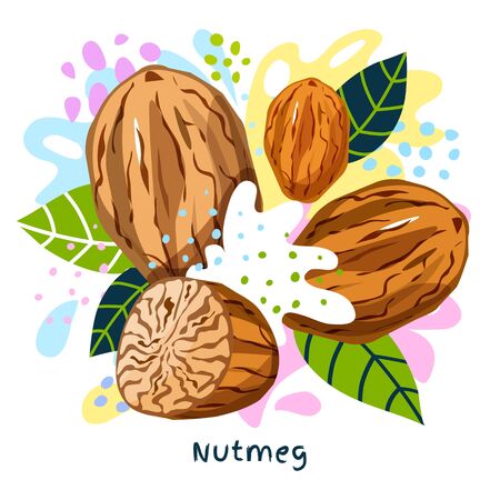 Fresh nutmeg juice splash organic food condiment spice splatter. Spicy herbs nuts. Abstract colorful art splatter splash background. Vector hand drawn illustrationのイラスト素材