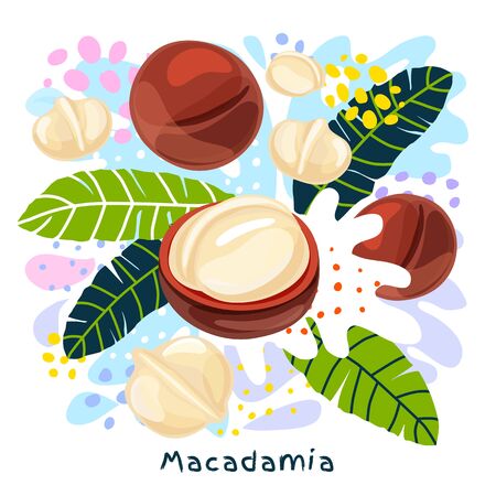 Fresh macadamia juice splash organic food condiment spice splatter. Spicy herbs nuts. Abstract colorful art splatter splash background. Vector hand drawn illustrationのイラスト素材