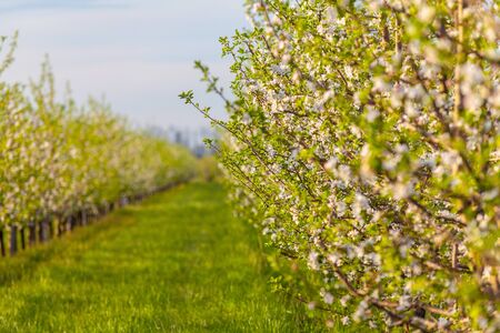 A row of flowering trees in spring in an apple orchardの写真素材