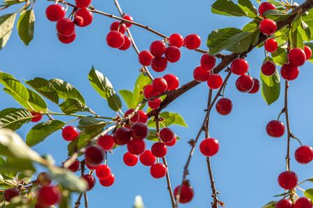 Ripe cherry on branches with green leaves on a background of blue sky.の写真素材
