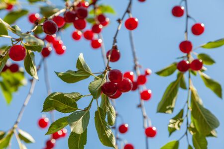 Ripe cherry on branches with green leaves on a background of blue sky.の写真素材