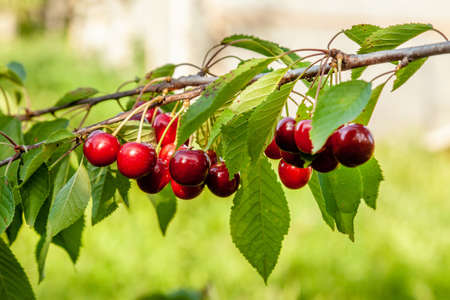 Ripe red juicy cherry berries on a branch with green leaves on a green backgroundの写真素材