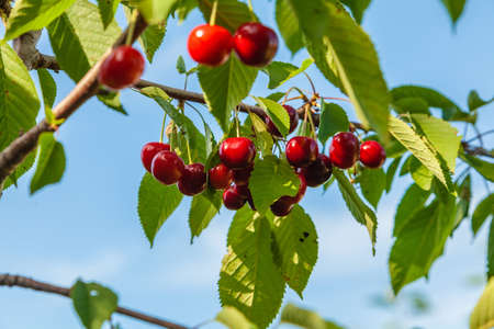 Ripe red juicy cherries on a branch with green leaves on a blue sky backgroundの写真素材