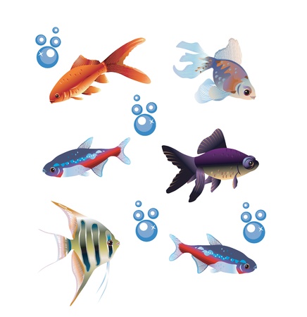 Colorful vector pack of six different fishes and bubblesのイラスト素材