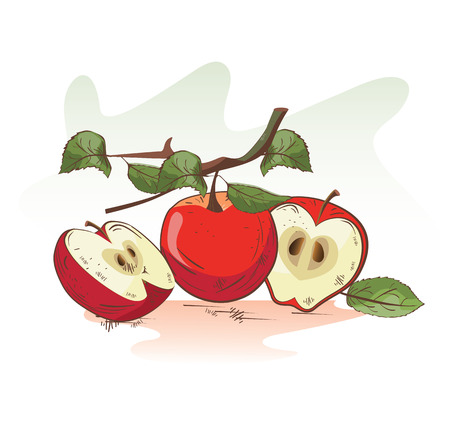 Vector illustration of cartoon apple branch and slicesのイラスト素材