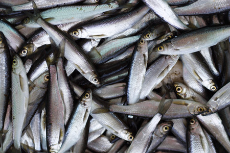 Fresh fish catch.の写真素材