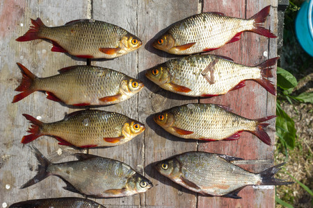 Fresh fish European roach