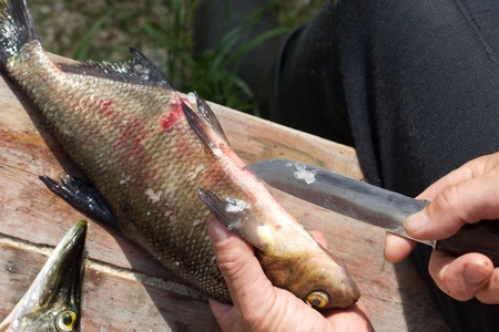 Fresh fish European roachの写真素材