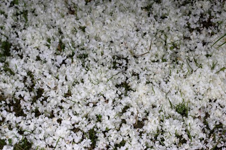 Fallen Flowers on the grassの写真素材