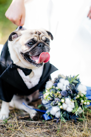 dog mops with beautiful bouquet of the brideの写真素材