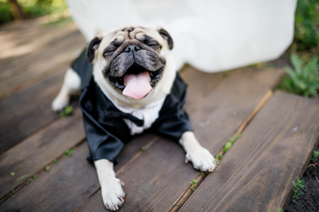 dog mops sits on the floorの写真素材