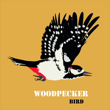 Vector illustration of woodpecker birdのイラスト素材