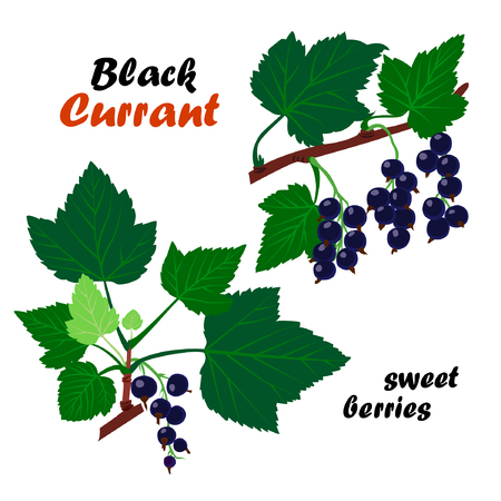 Vector illustration of black currant. Black currant berries and leaves.のイラスト素材