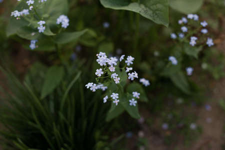 Forget me not light blue flower on the dark green leaves backgroundの写真素材