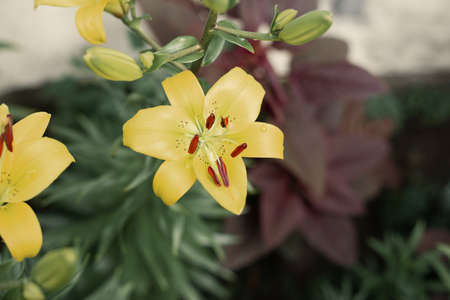 Yellow bright lily flower in garden close up natural beautyの写真素材