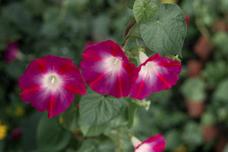 Three flowers of worning glory plant
