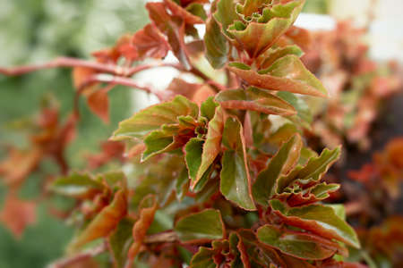 Close up picture of house plant with green leaves with red backの写真素材