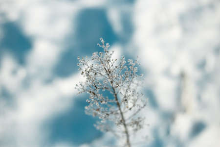 Winter plants in frost in light blue and white colorsの写真素材