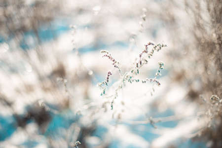 Winter plants in frost in light blue and white colorsの写真素材