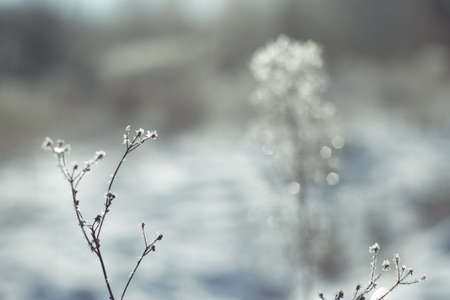 Winter plants in frost in light blue and white colorsの写真素材