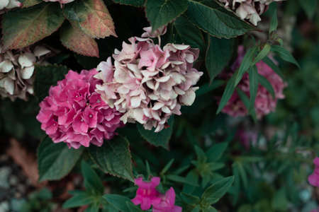 Pink hydrangea in the gardenの写真素材