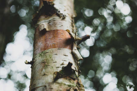Birch bark closeup background outdoorの写真素材