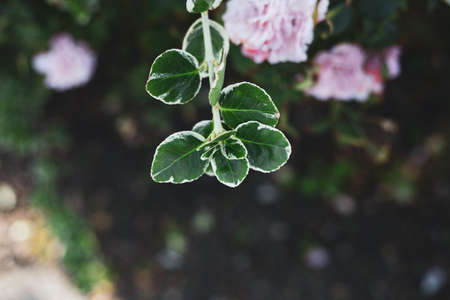 Green leaf with white edges and pink flowerの写真素材