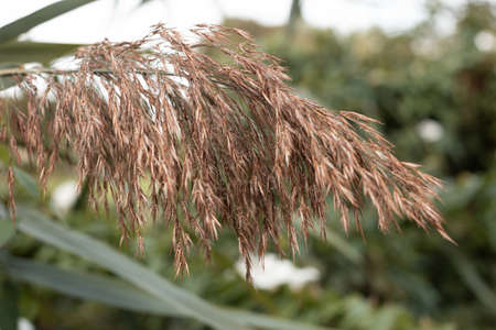 Wild brown dry spikelet close upの写真素材