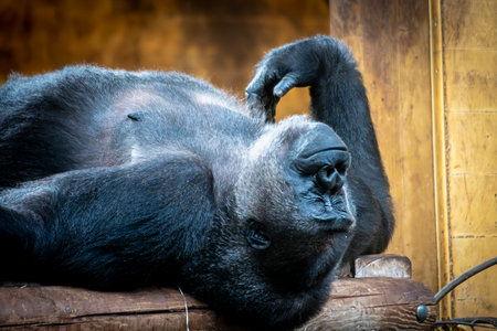 Gorilla in the zoo sleeping. Selective focus.