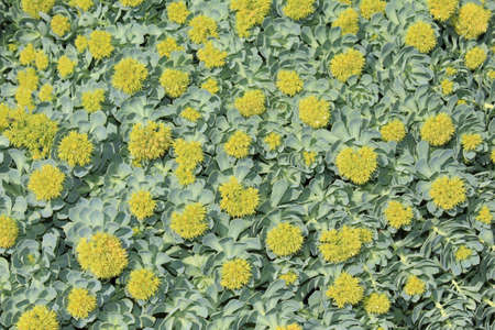 The view  from above on the small yellow flowers on the green leaf background
