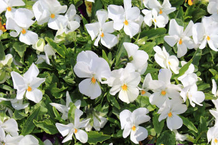 The view on the blooming white violas growing in the garden during early summerの写真素材
