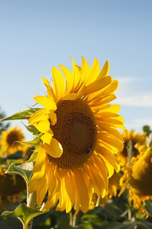 Sunflowers in a sunny afternoonの写真素材