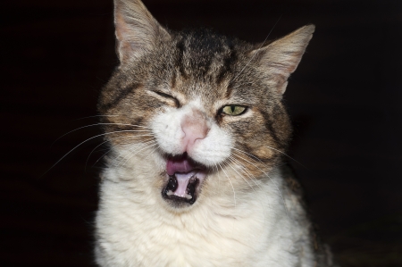Cat yawning showing his big mouthの写真素材