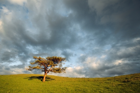 lonely tree in the field and cloudy skyの写真素材