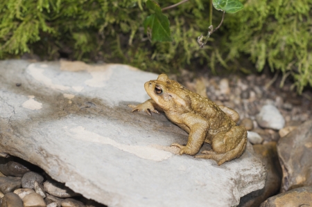 Frog on a stone in the river