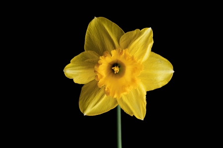 Beautiful yellow flower isolated on black backgroundの写真素材