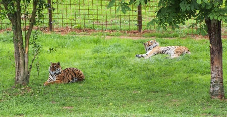 two tigers resting in the shadeの写真素材
